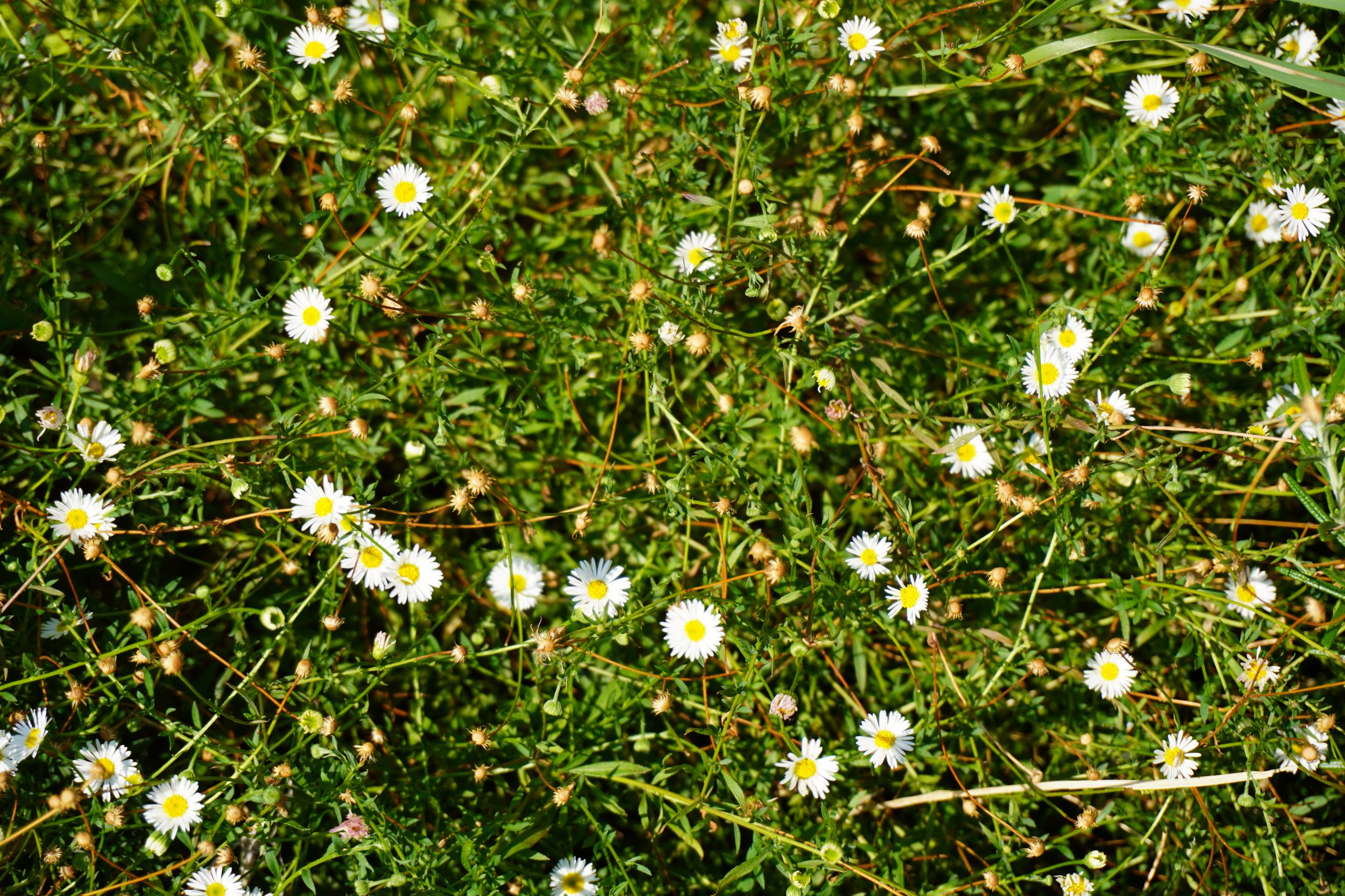 Cespica karvinskiana